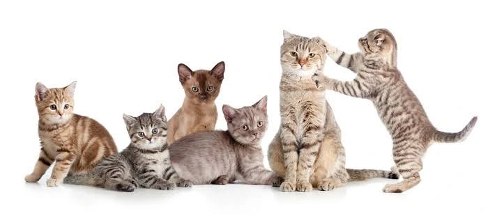 nail trimming for cats