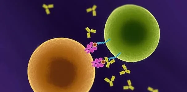 immunotherapy for melanoma