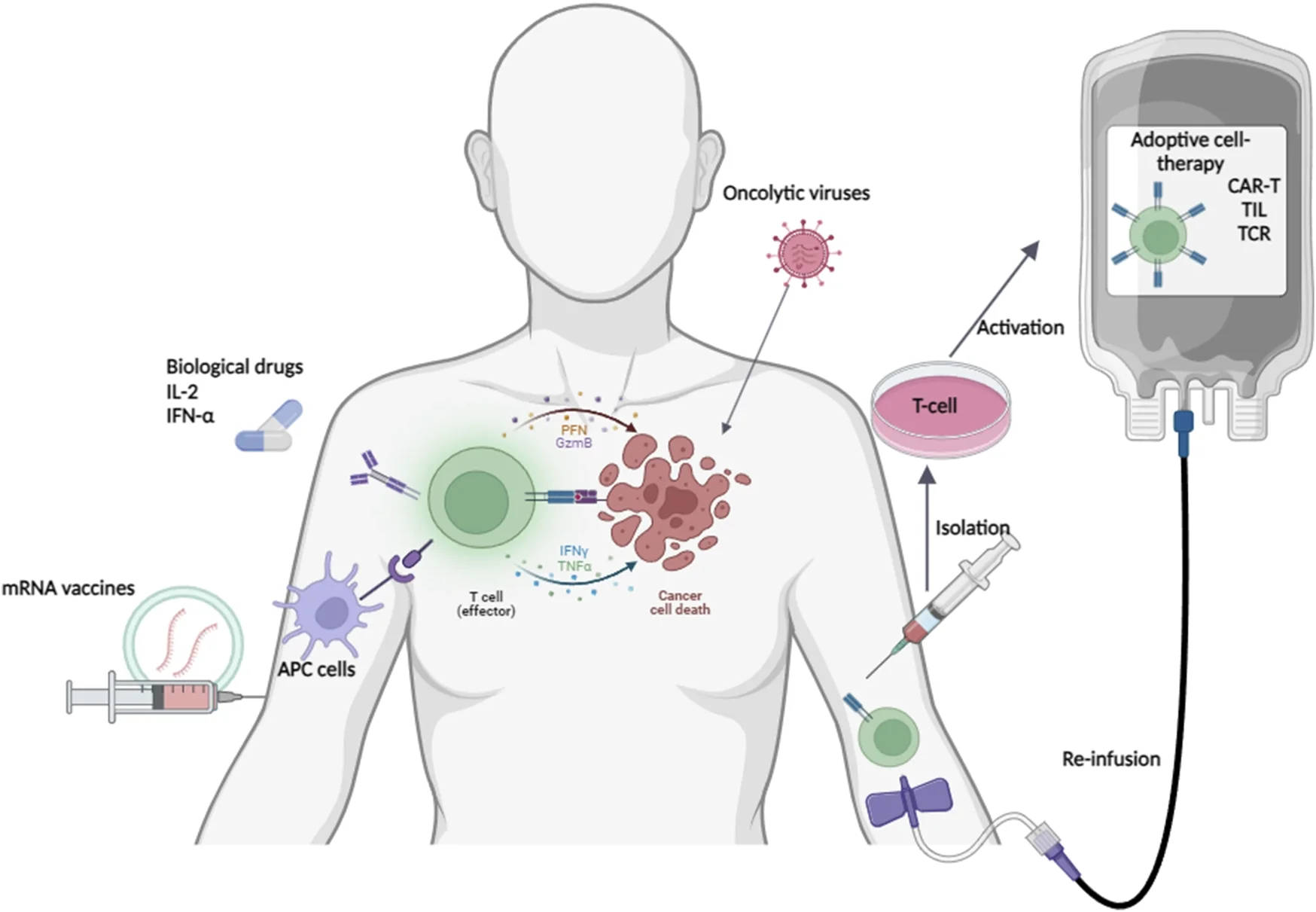 immunotherapy for melanoma