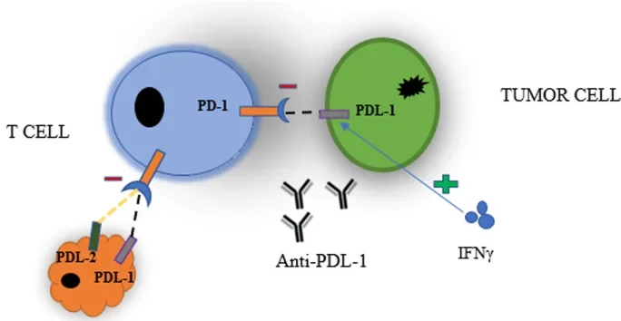 immunotherapy for lung cancer