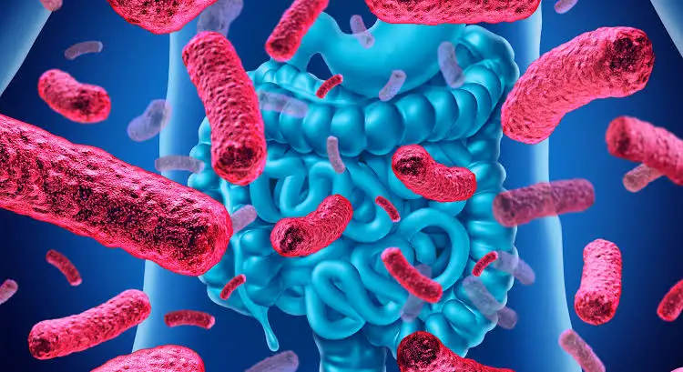 prebiotic collagen protein