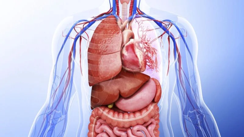 types of immunotherapy
